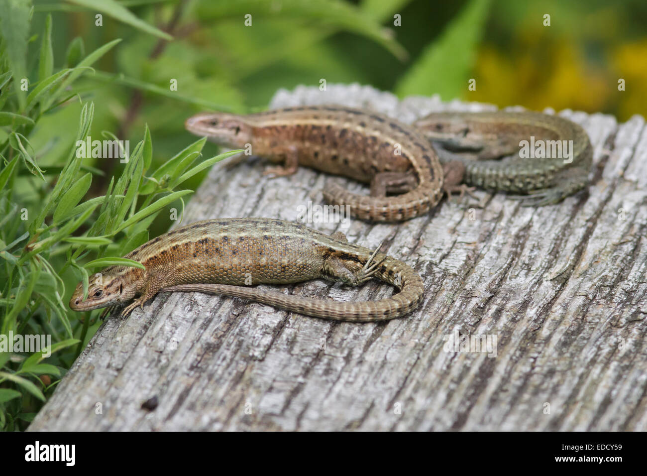A group of pregnant Common Lizards Stock Photo - Alamy