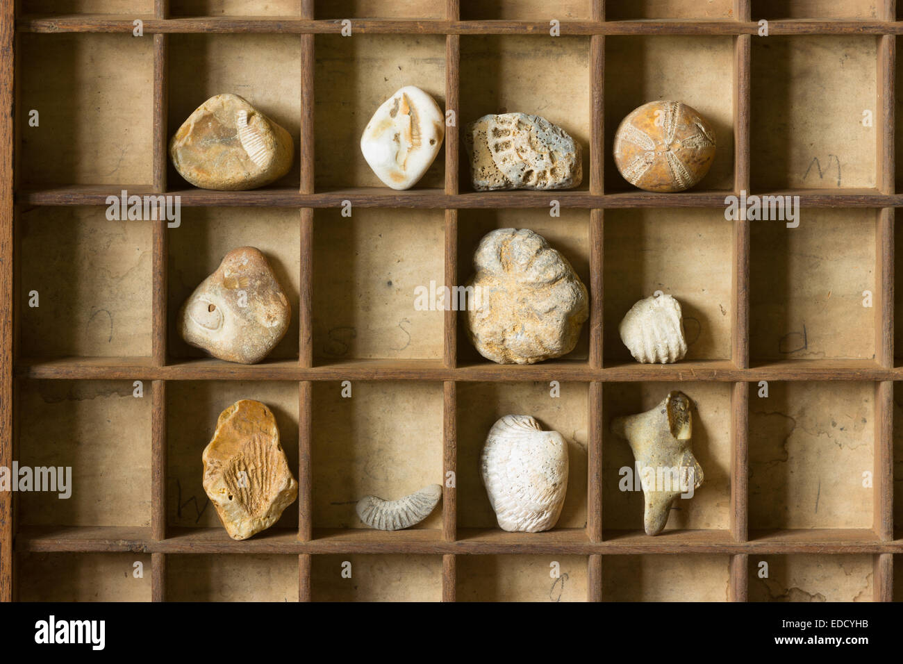 fossils in type case partitioned tray Stock Photo