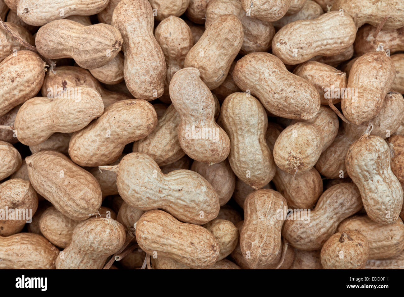 Close-up of 'Spanish' peanuts. Stock Photo