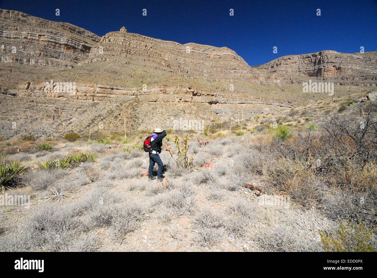 My 78 year old sister taking a picture of cacti  in Oliver Lee State Park New Mexico - USA Stock Photo