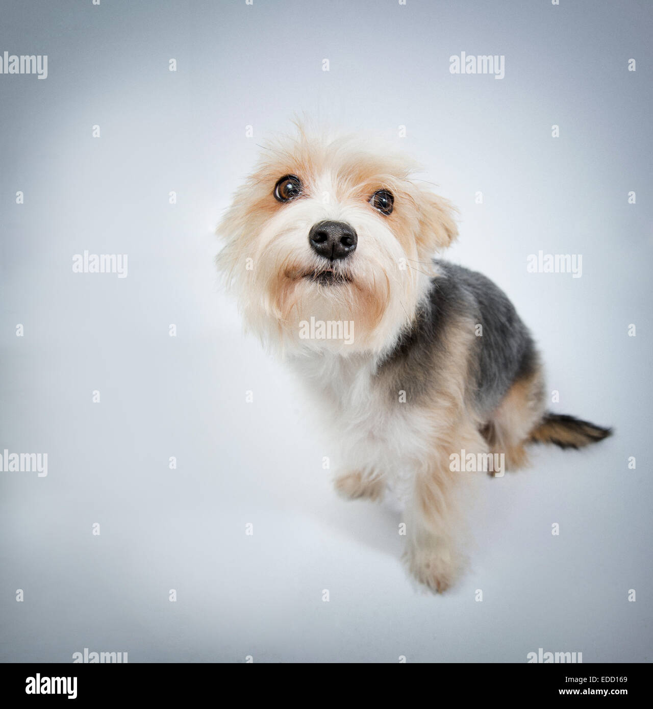 I'm sorry, lovely dog beg pardon top view Stock Photo