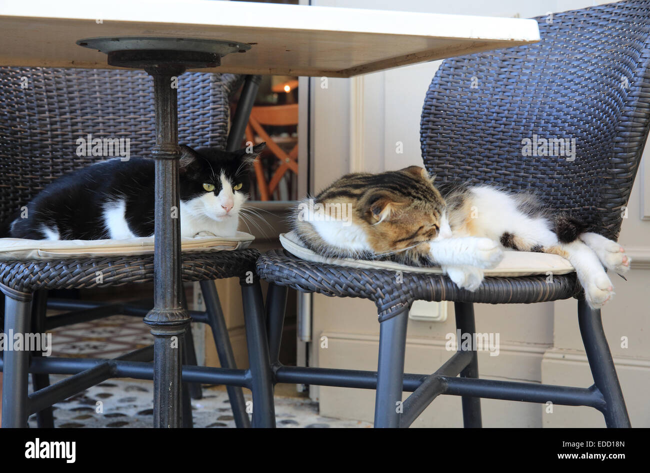 Cute cats under a table in a outdoor cafe in St Paul-de-Vence, the hilltop village in Provence, near the French Riviera Stock Photo