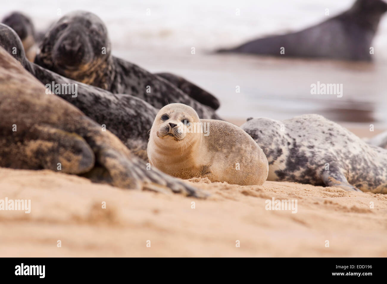 Seal pup Stock Photo