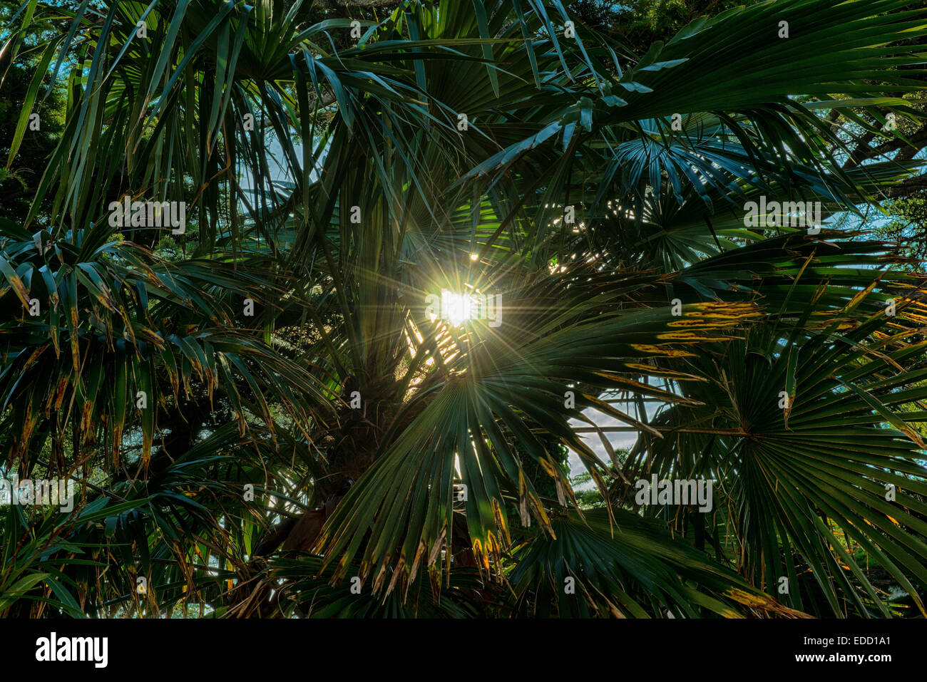 the sun between the palm branches Stock Photo