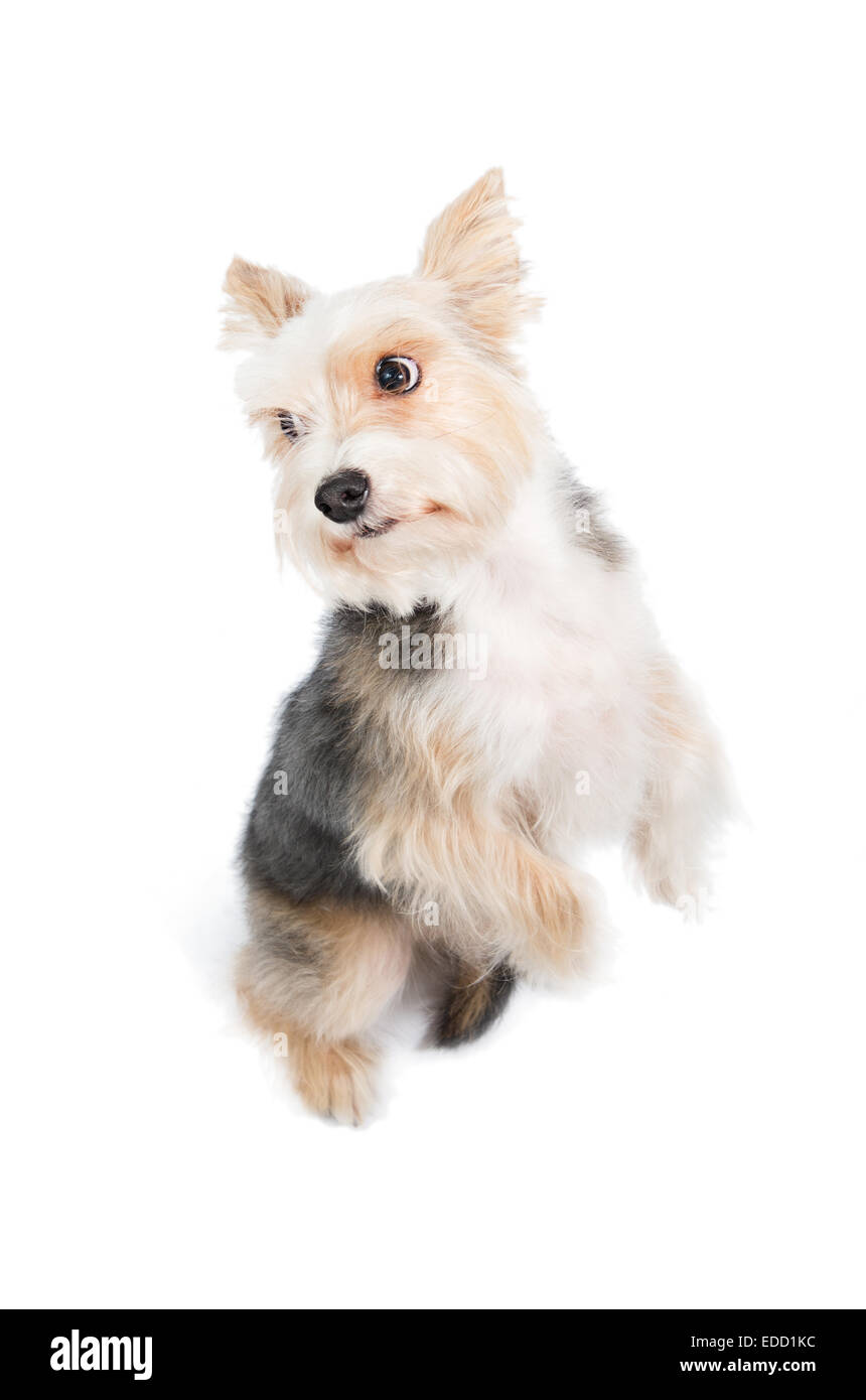 dog begging pardon isolated on white background Stock Photo
