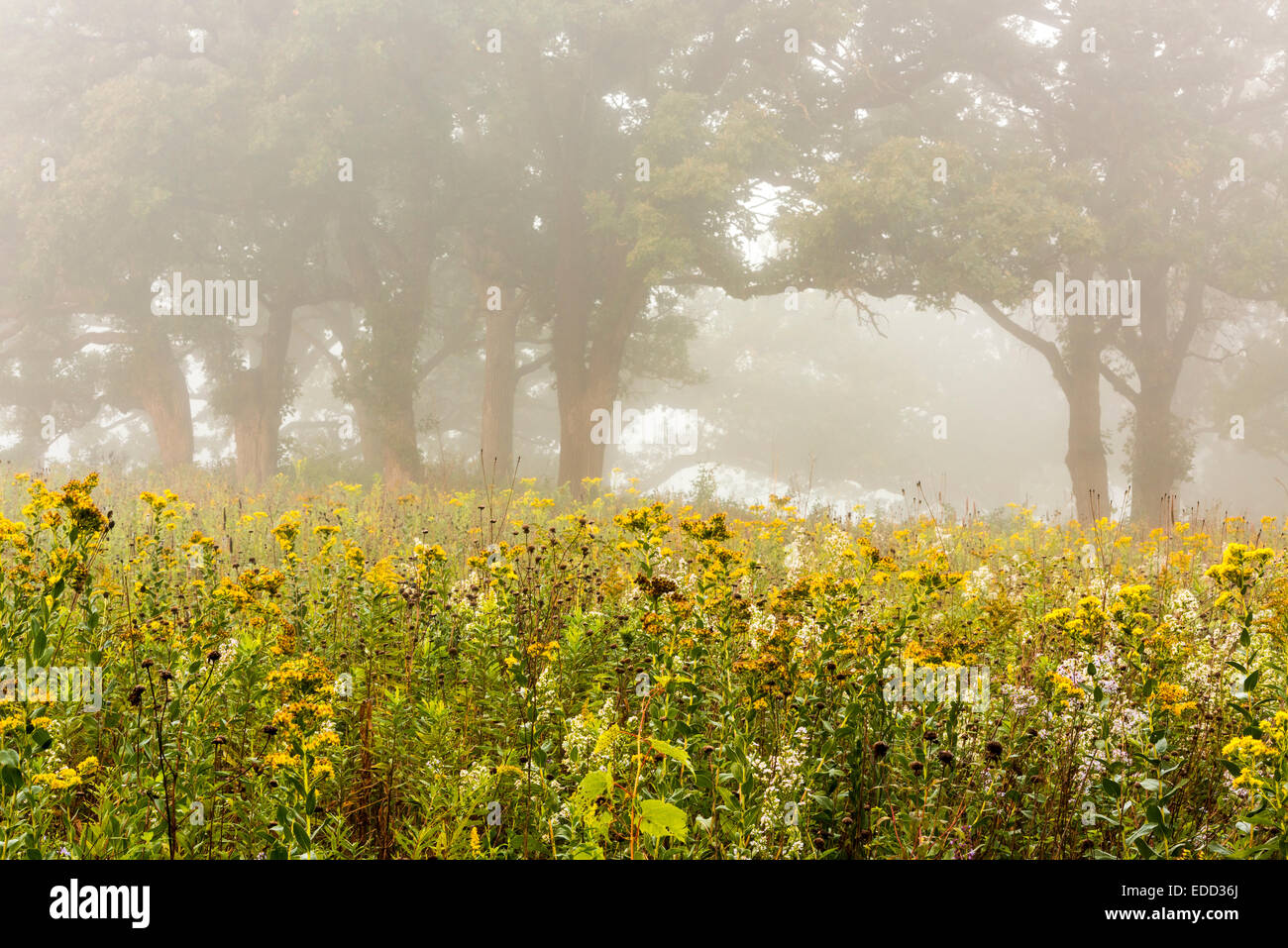 Oak tree flower High Resolution Stock Photography and Images Alamy