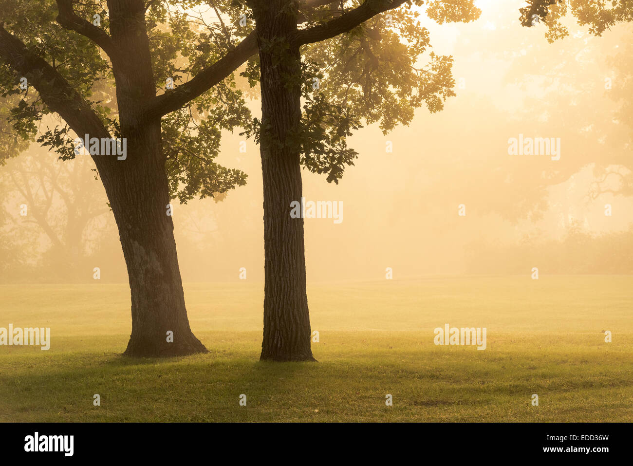 Golden sunlight illuminates a pair of oak trees in fog at sunrise. Stock Photo