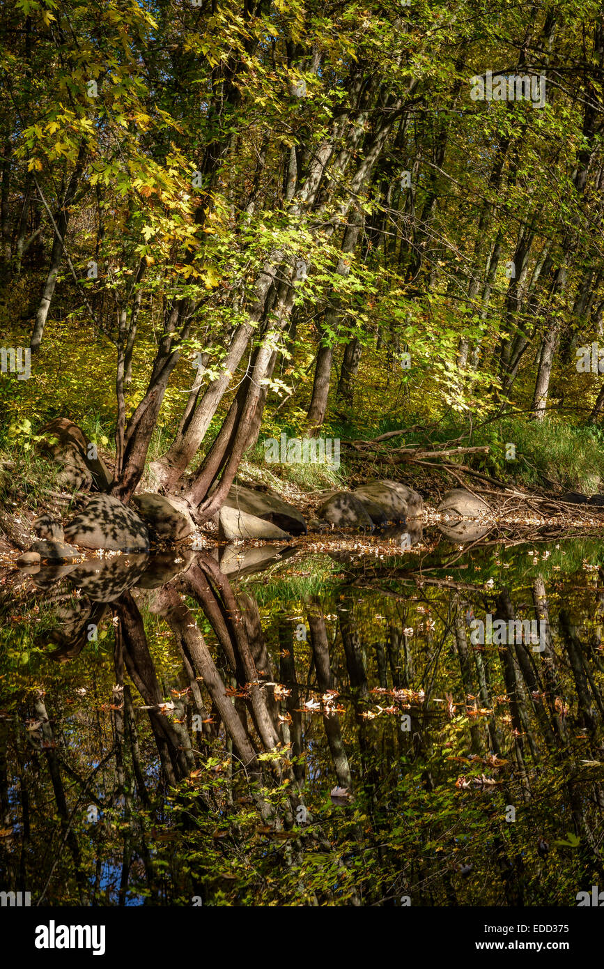 Quiet  backwater along the Kettle River in St. Croix State Park. Stock Photo
