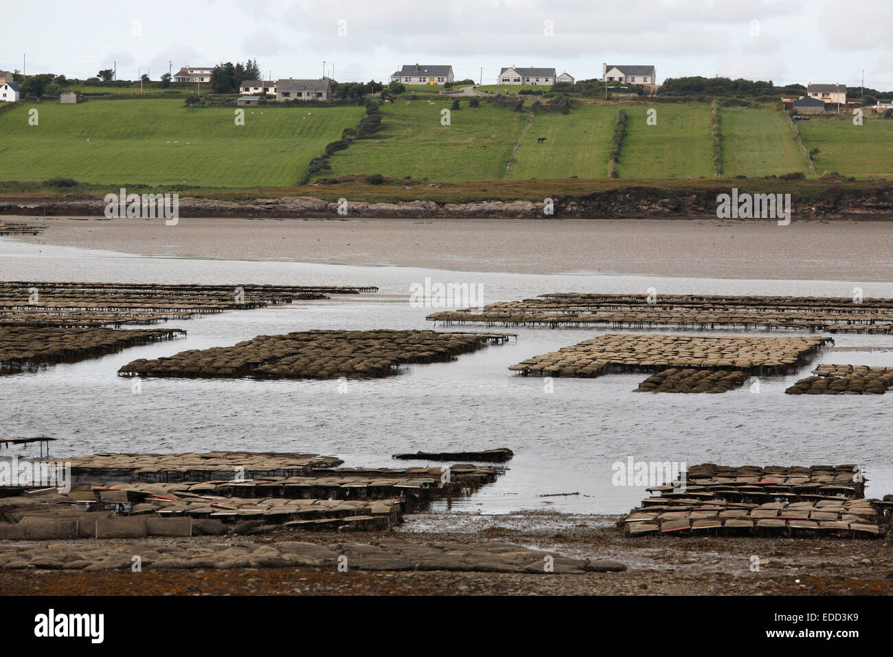 oyster farming in the Loughros Bay near Ardara, County Donegal, Ireland Stock Photo