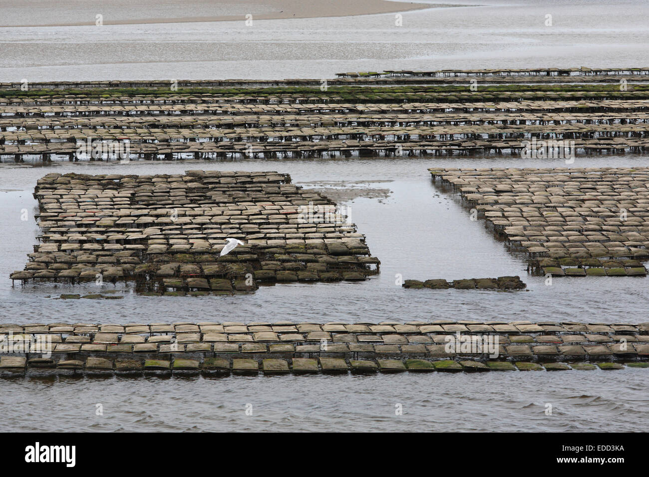 oyster farming in the Loughros Bay near Ardara, County Donegal, Ireland