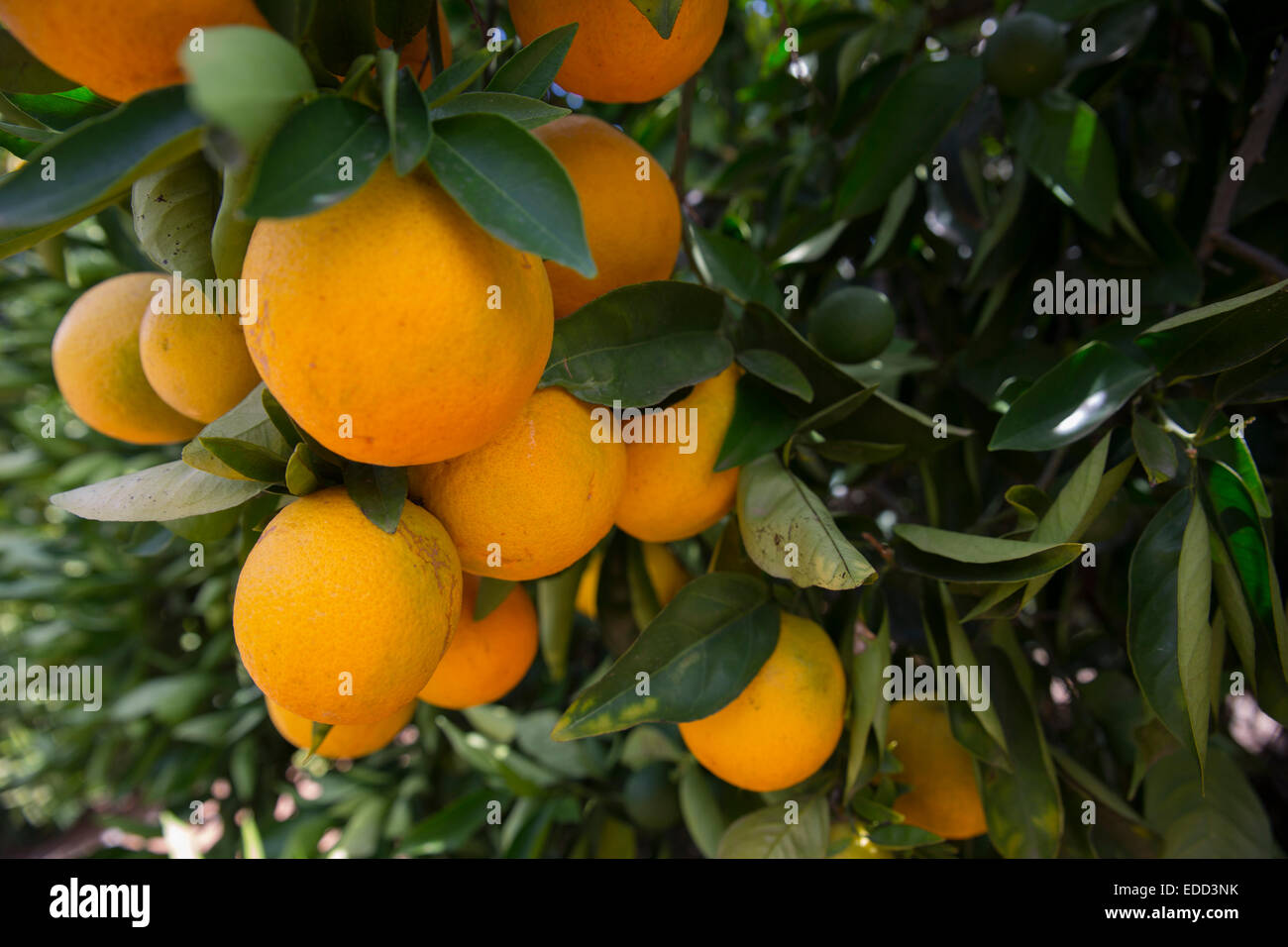 Valencia  oranges growing in Australia Stock Photo