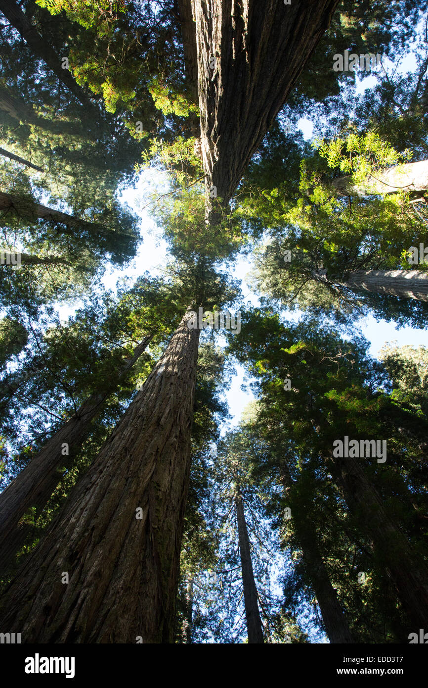 The towering Redwoods at Redwoods National Park and Forest in California Stock Photo