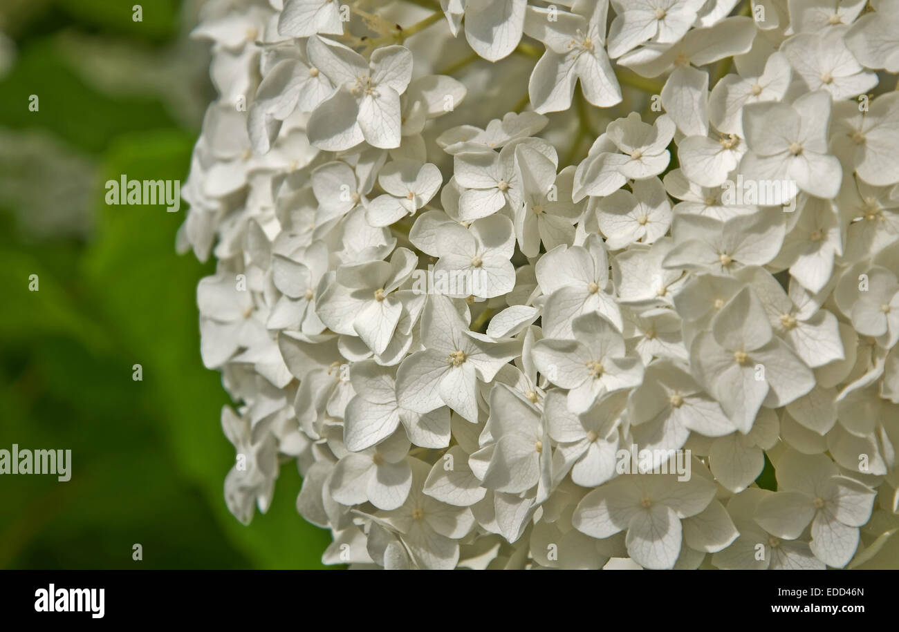 This is a closeup of a large, white hydrangea flower, off center from the center, orientated to the right. Stock Photo