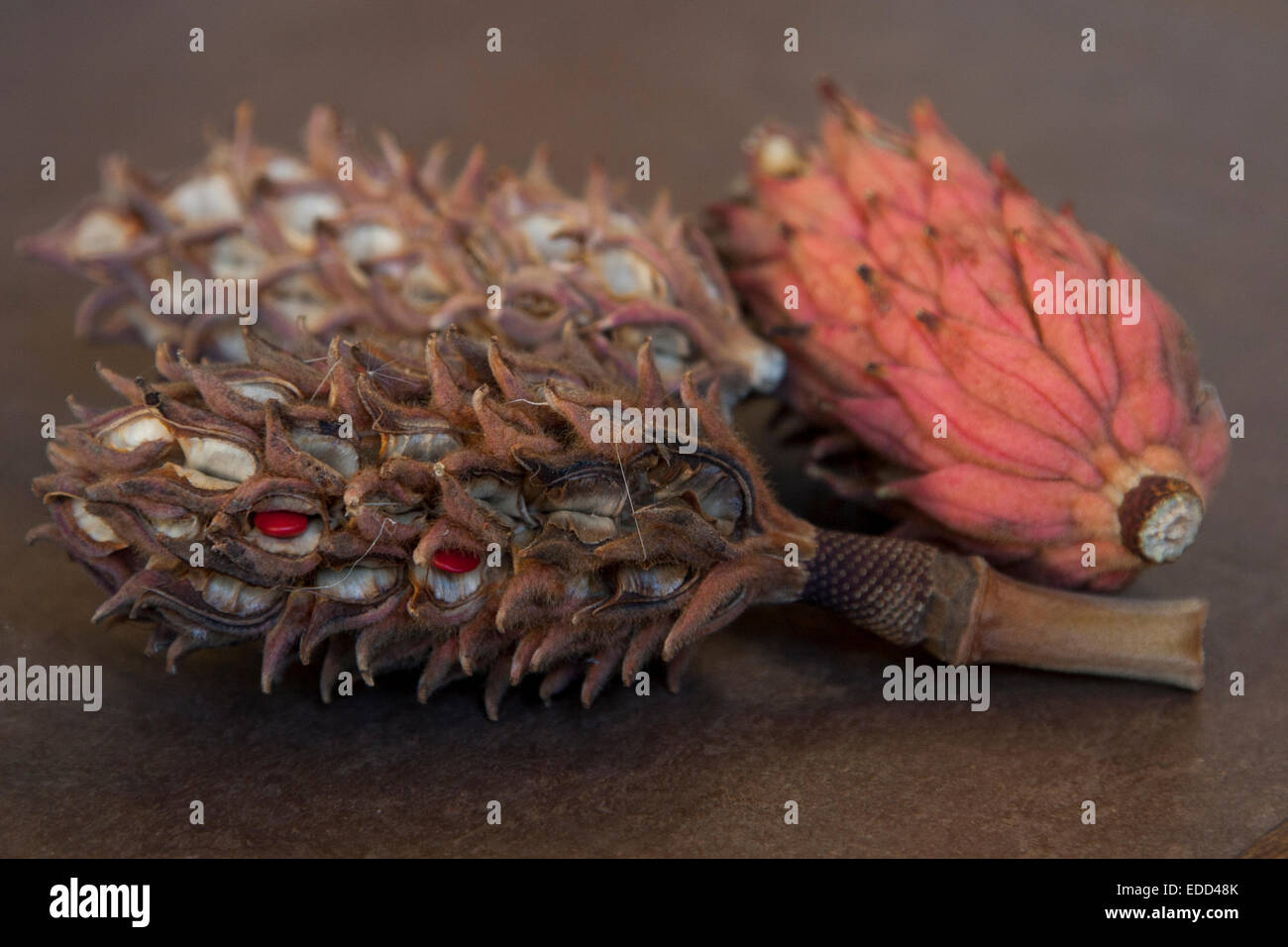 Still life of three seed pods, found on the street in Berkeley California. Stock Photo