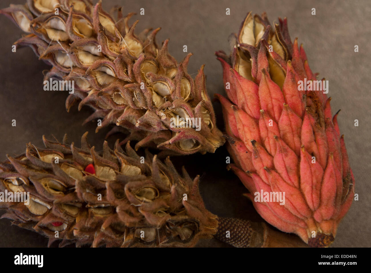 Still life of three seed pods, found on the street in Berkeley California. Stock Photo