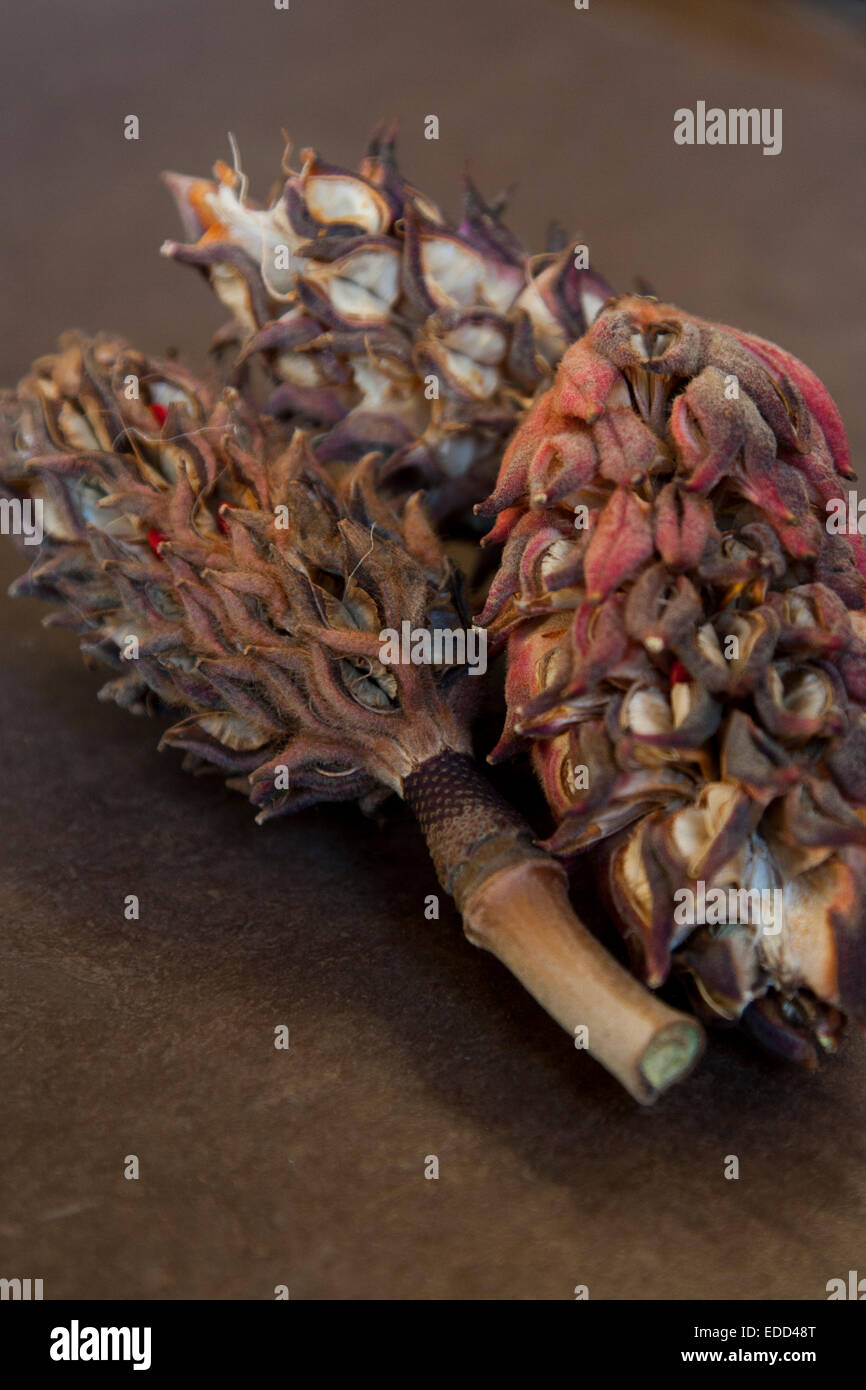 Still life of three seed pods, found on the street in Berkeley California. Stock Photo