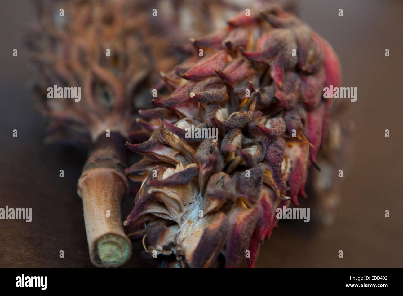 Still life of three seed pods, found on the street in Berkeley California. Stock Photo