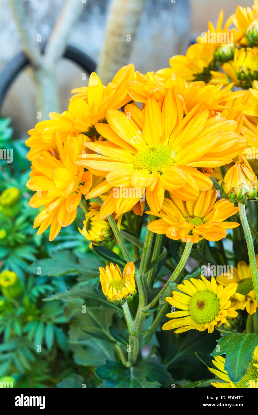 yellow chrysanthemum flowers Stock Photo Alamy