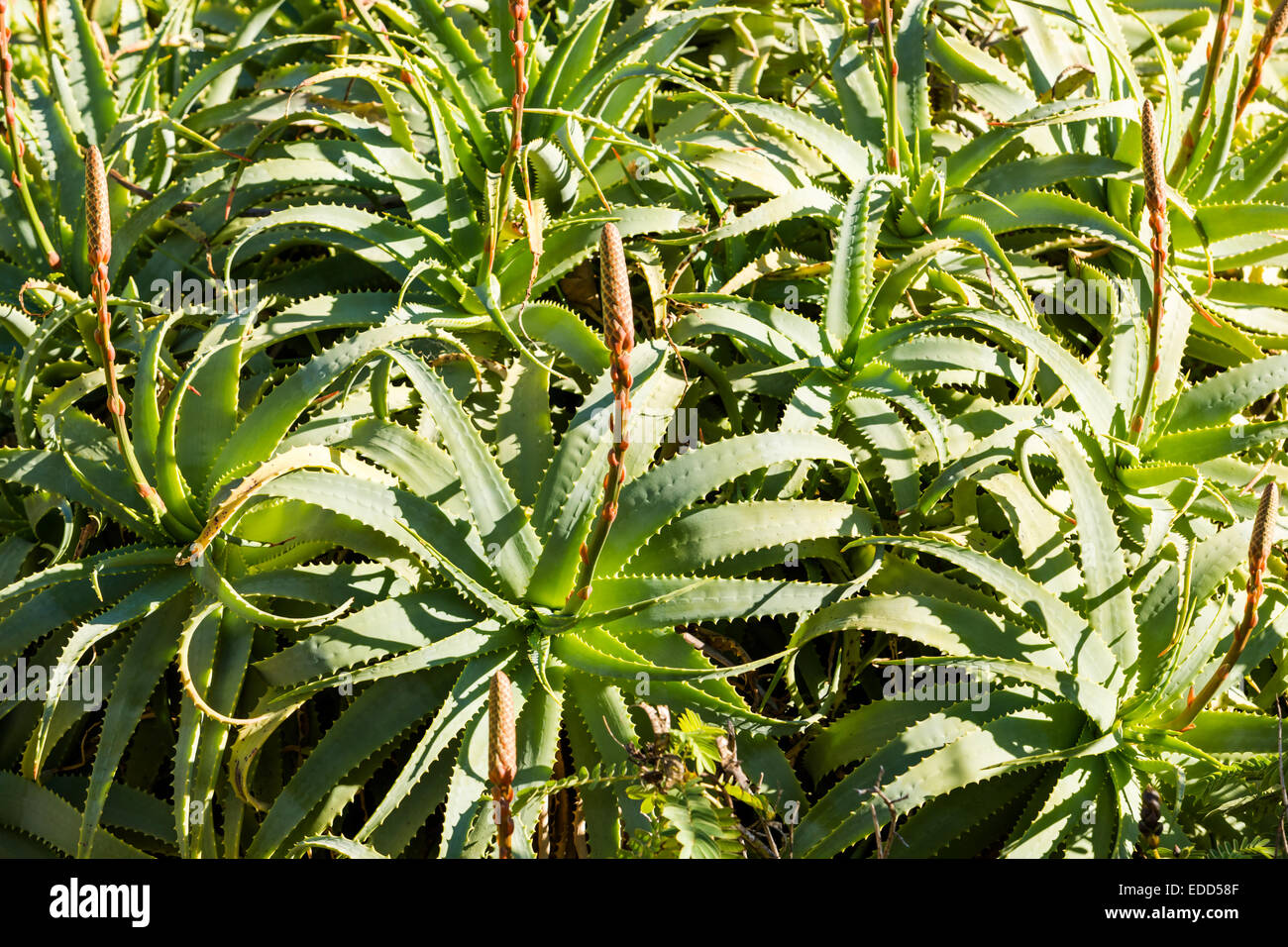 Large aloe plant in the winter Stock Photo Alamy