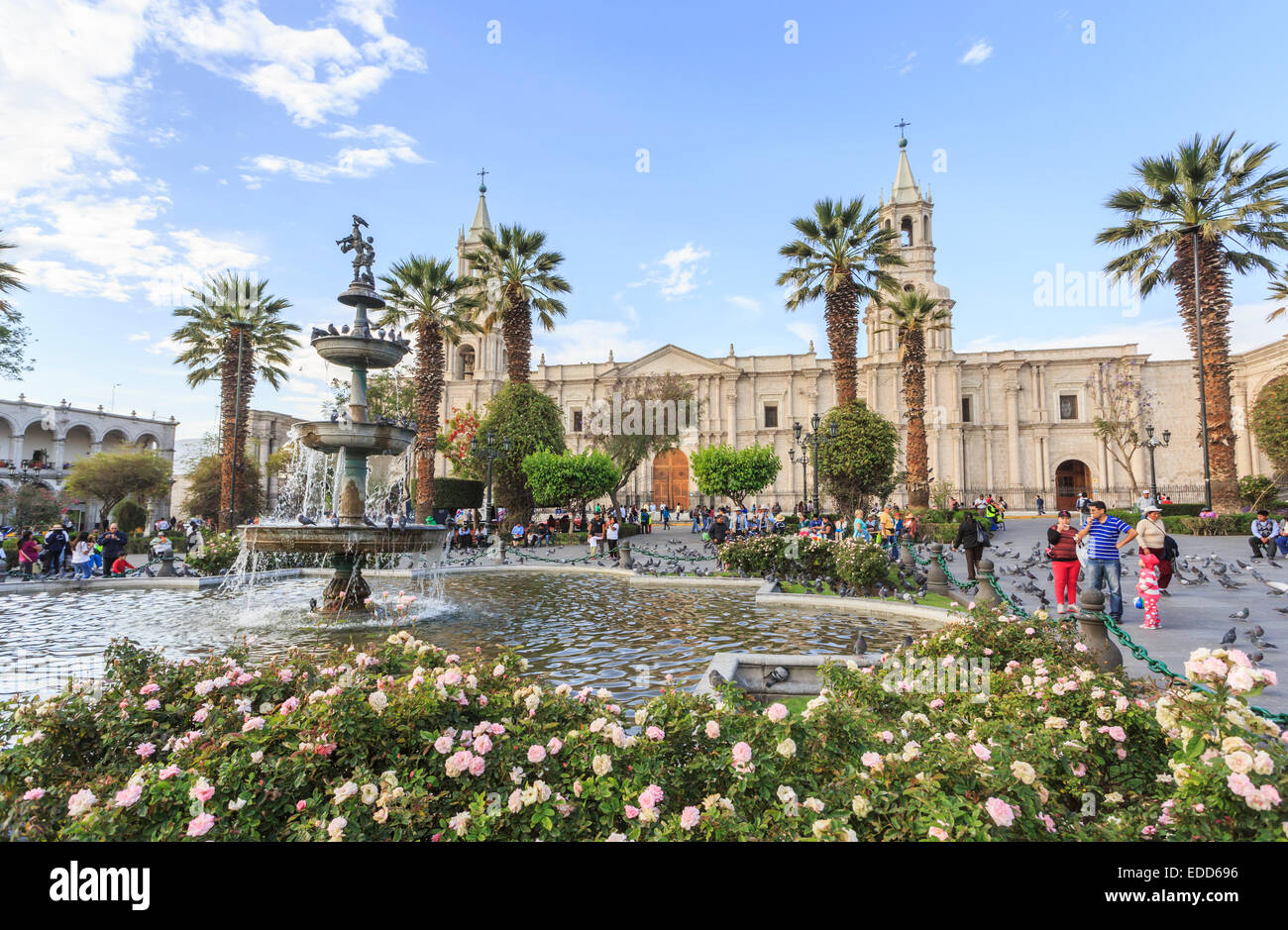 Fountains and the Basilica Cathedral of Arequipa, Plaza de Armas, Arequipa, Peru with pink roses in foreground and palm trees on a sunny day Stock Photo