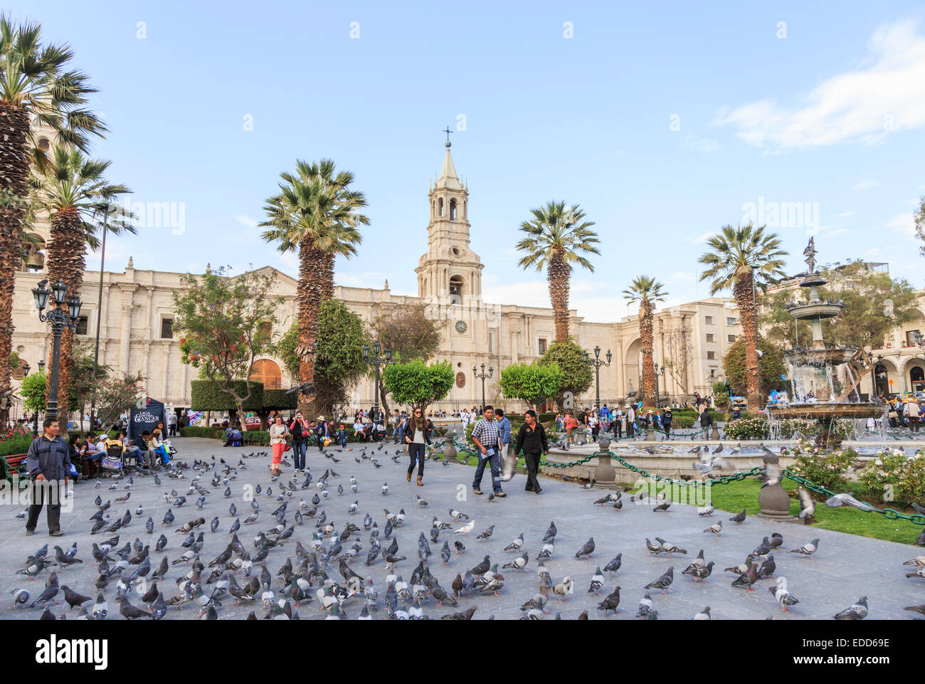 Pigeons in the iconic Plaza de Armas, central Arequipa, Peru with the landmark Basilica Cathedral of Arequipa in the background, on a sunny day Stock Photo