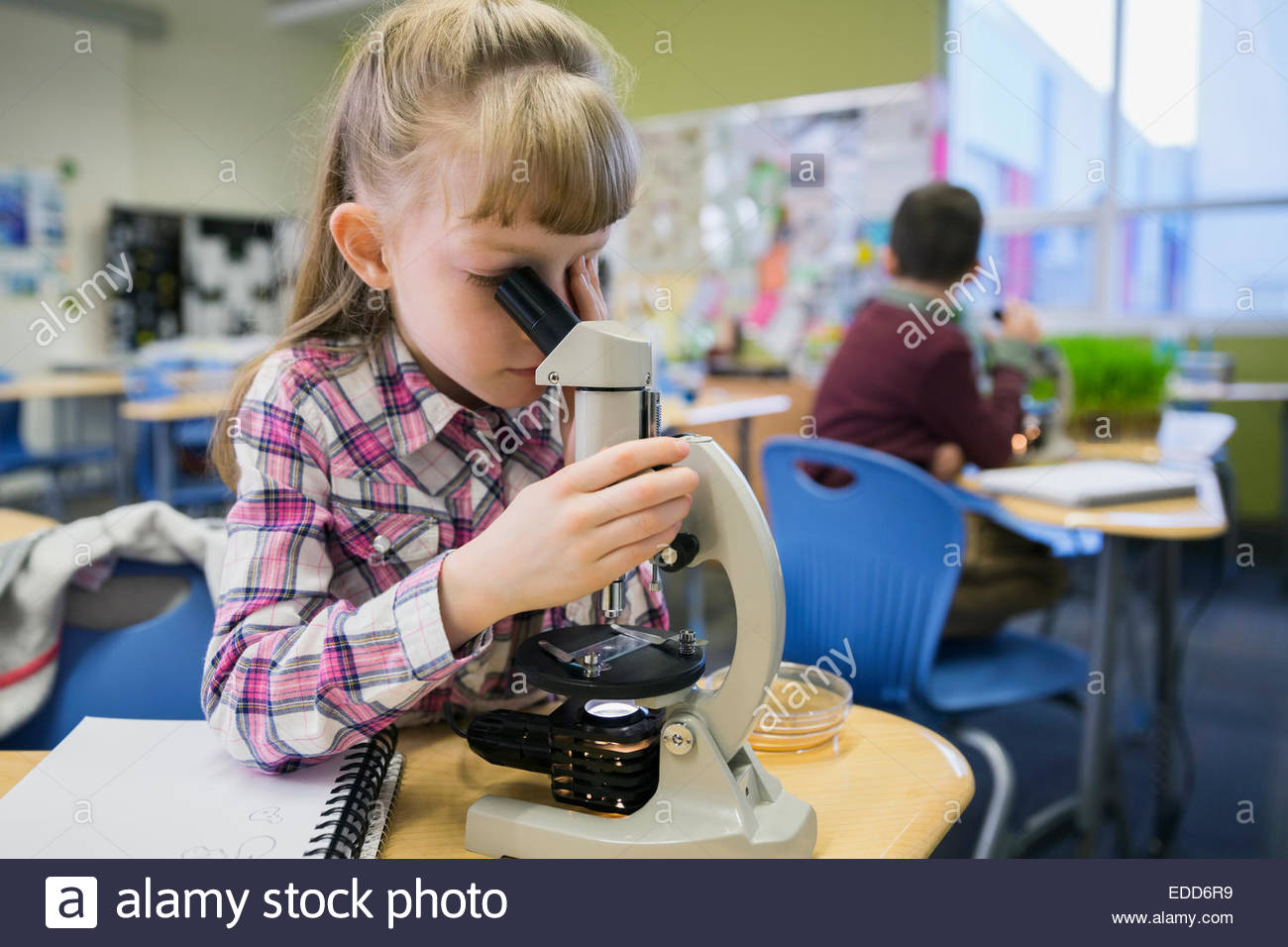 Elementary student using microscope in laboratory Stock Photo Alamy