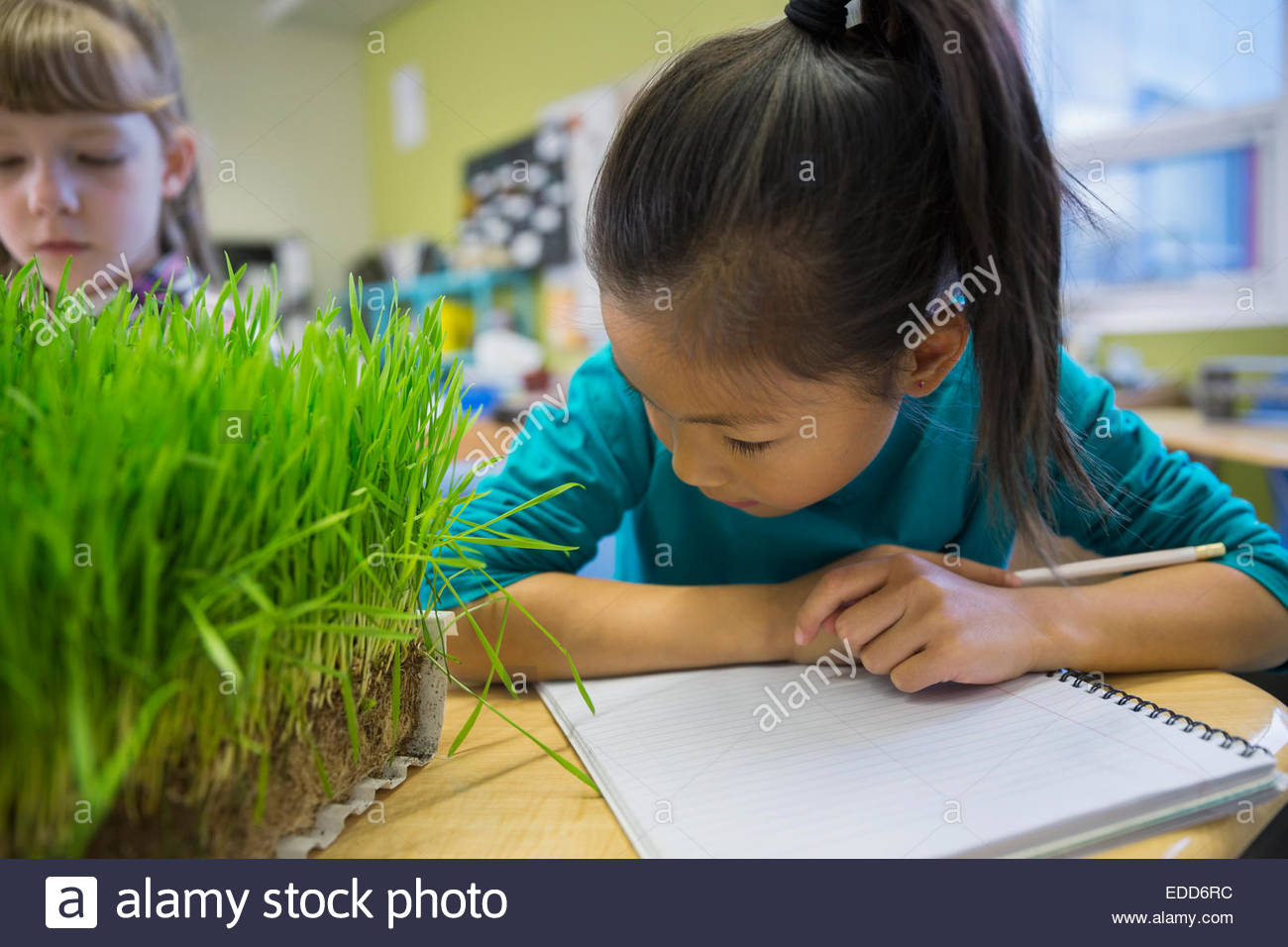 Elementary students examining sprouts in laboratory Stock Photo Alamy