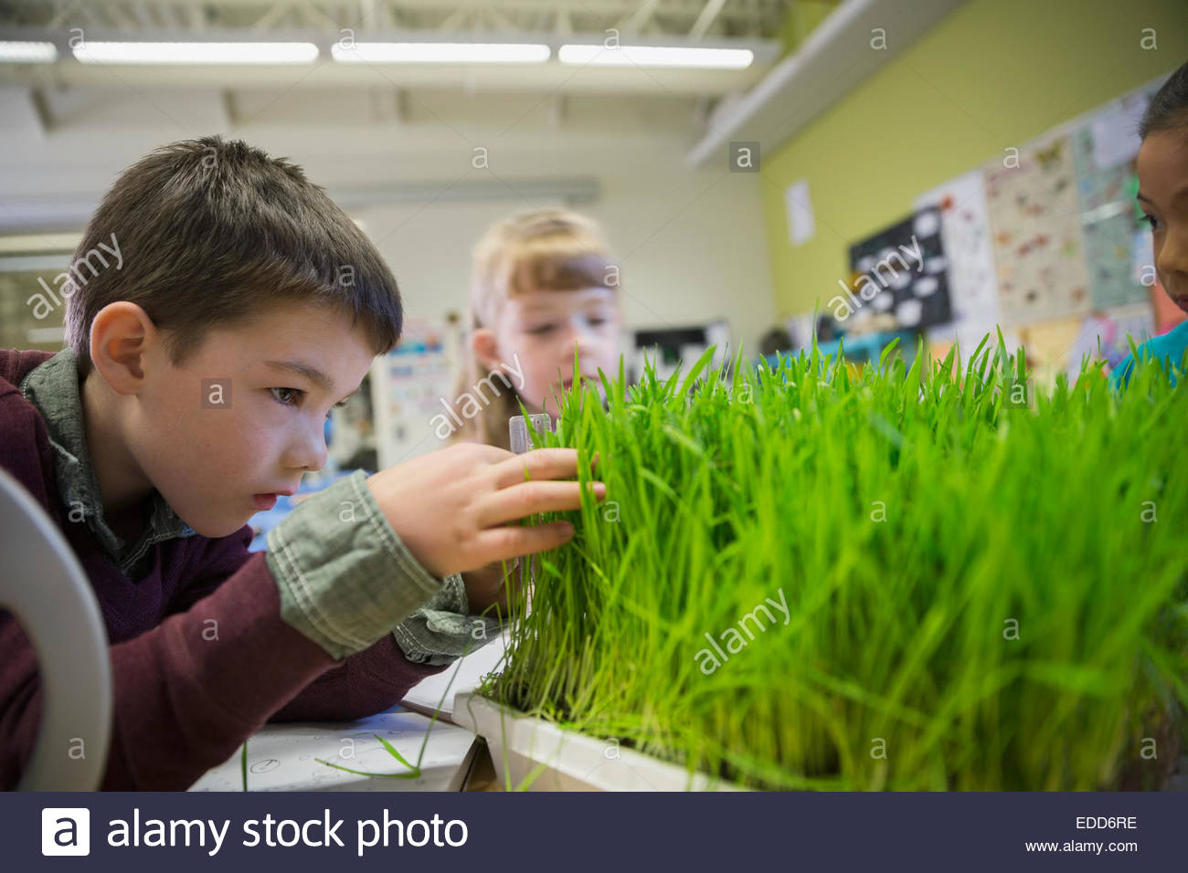 Elementary students examining sprouts in laboratory Stock Photo Alamy