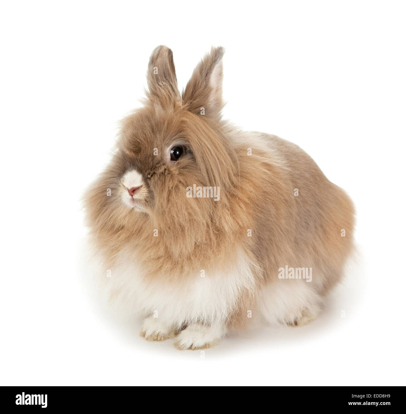 Lionhead dwarf rabbit hi-res stock photography and images