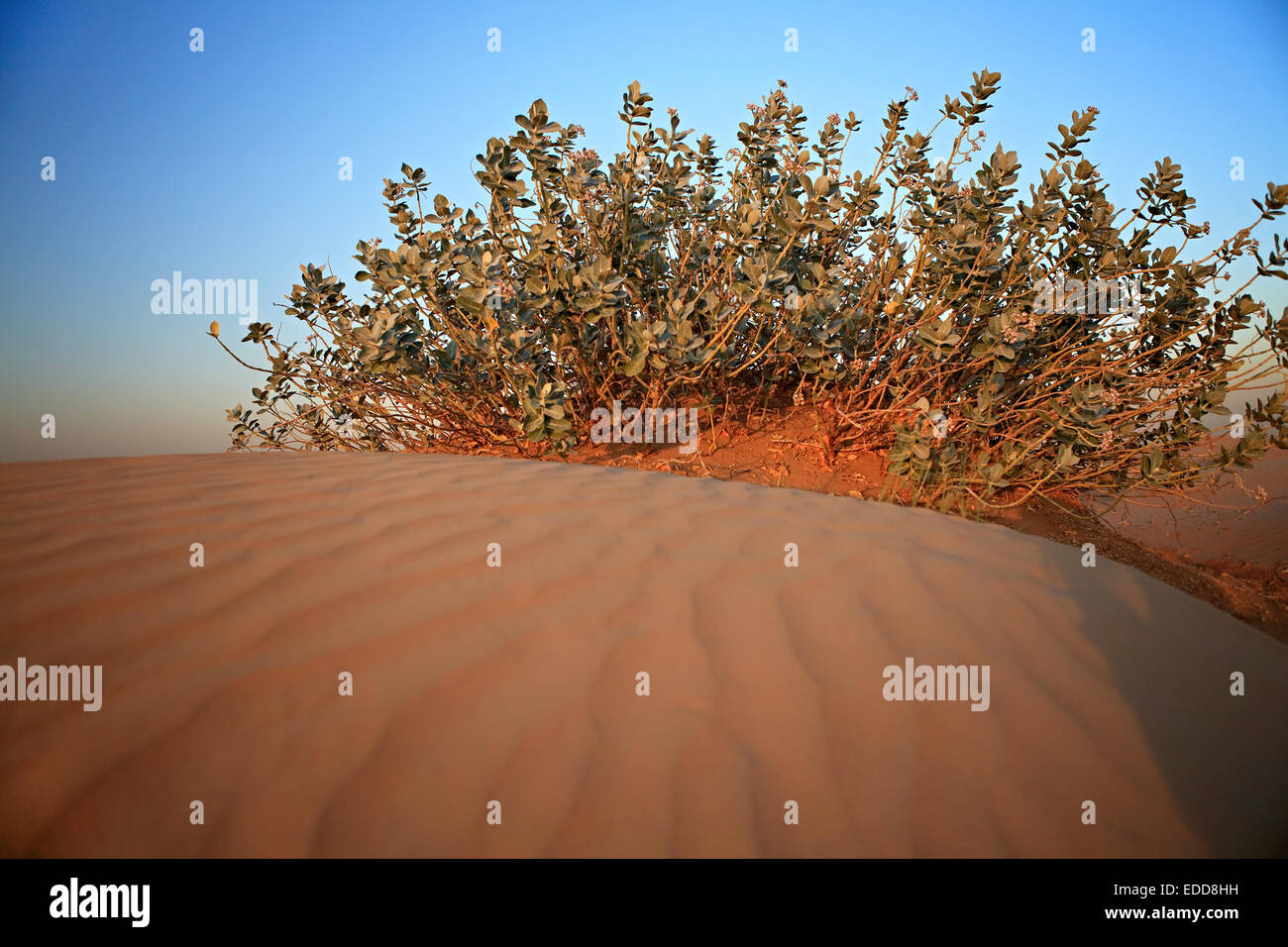 Shrubs in the sandy desert Stock Photo Alamy