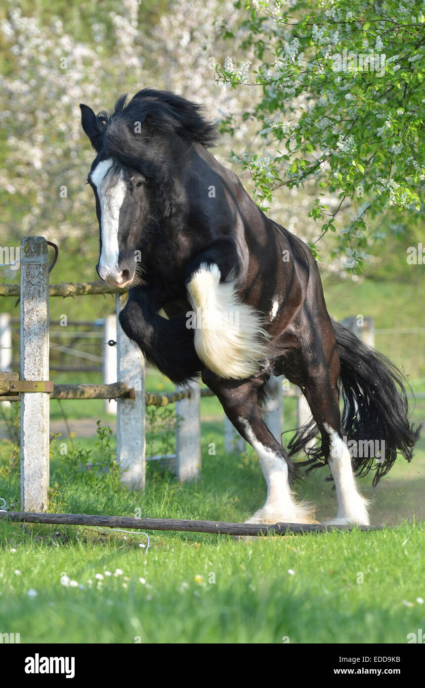 Shire Horses Jumping