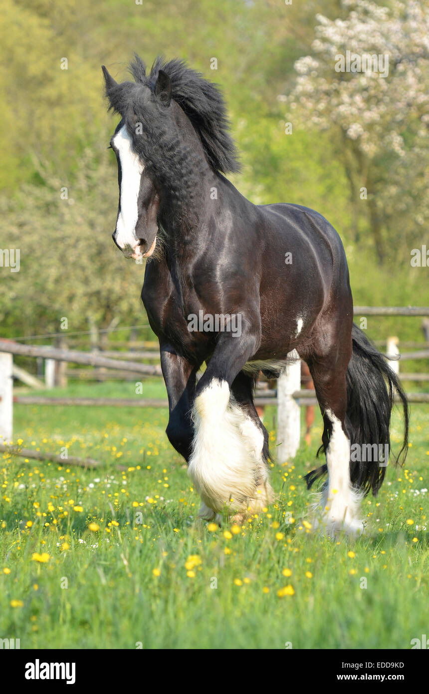 Shire Horse Piebald gelding trotting pasture Germany Stock Photo Alamy