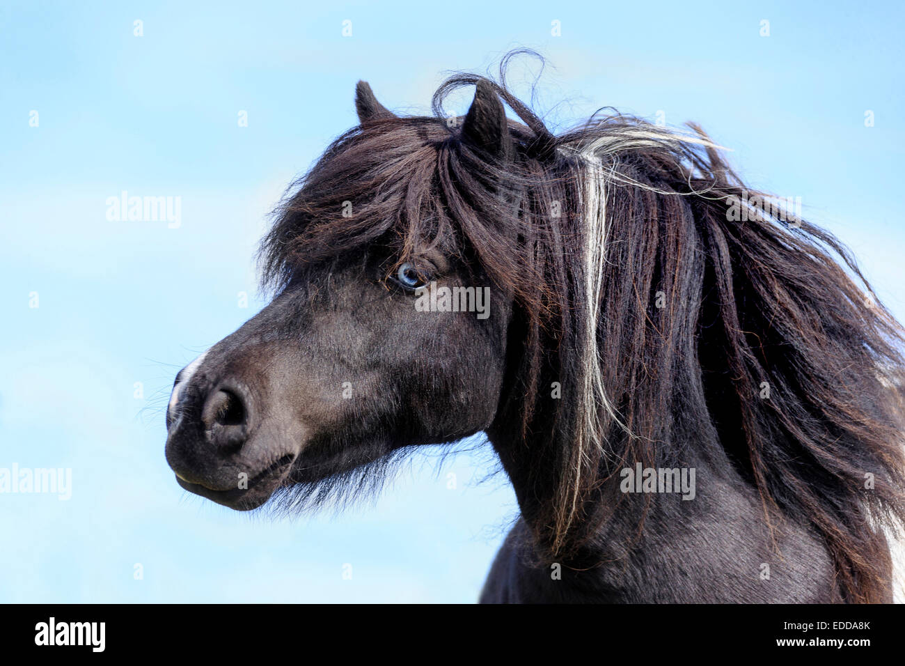 Shetland Pony Portrait piebald mare blue eyes Shetlands Unst Stock Photo