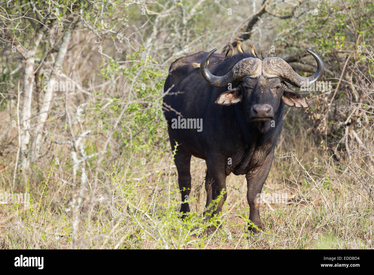 wild African buffalo in southern Africa bush Stock Photo - Alamy
