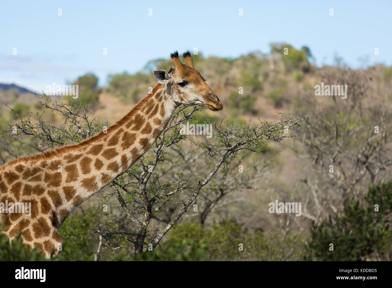 African giraffe closeup in bush Stock Photo