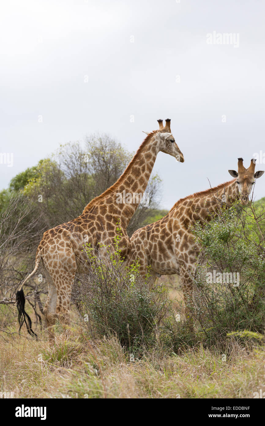 two African giraffe in the bush Stock Photo