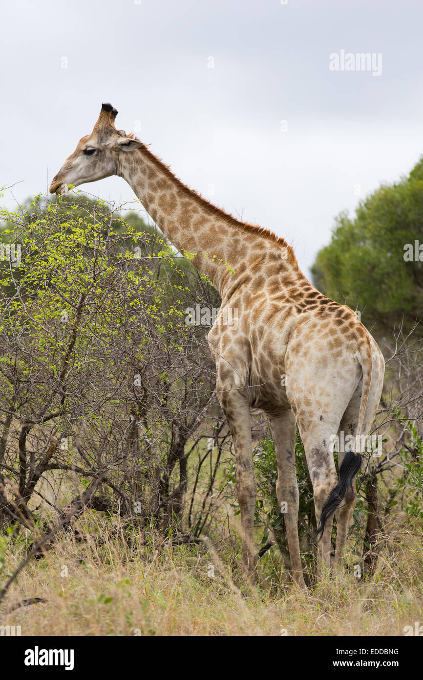African giraffe feeding on trees Stock Photo