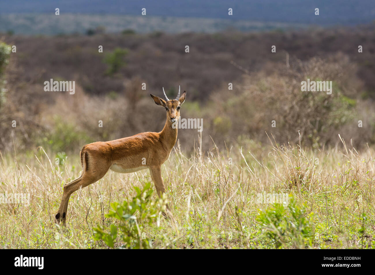 african young male impala in the bush Stock Photo