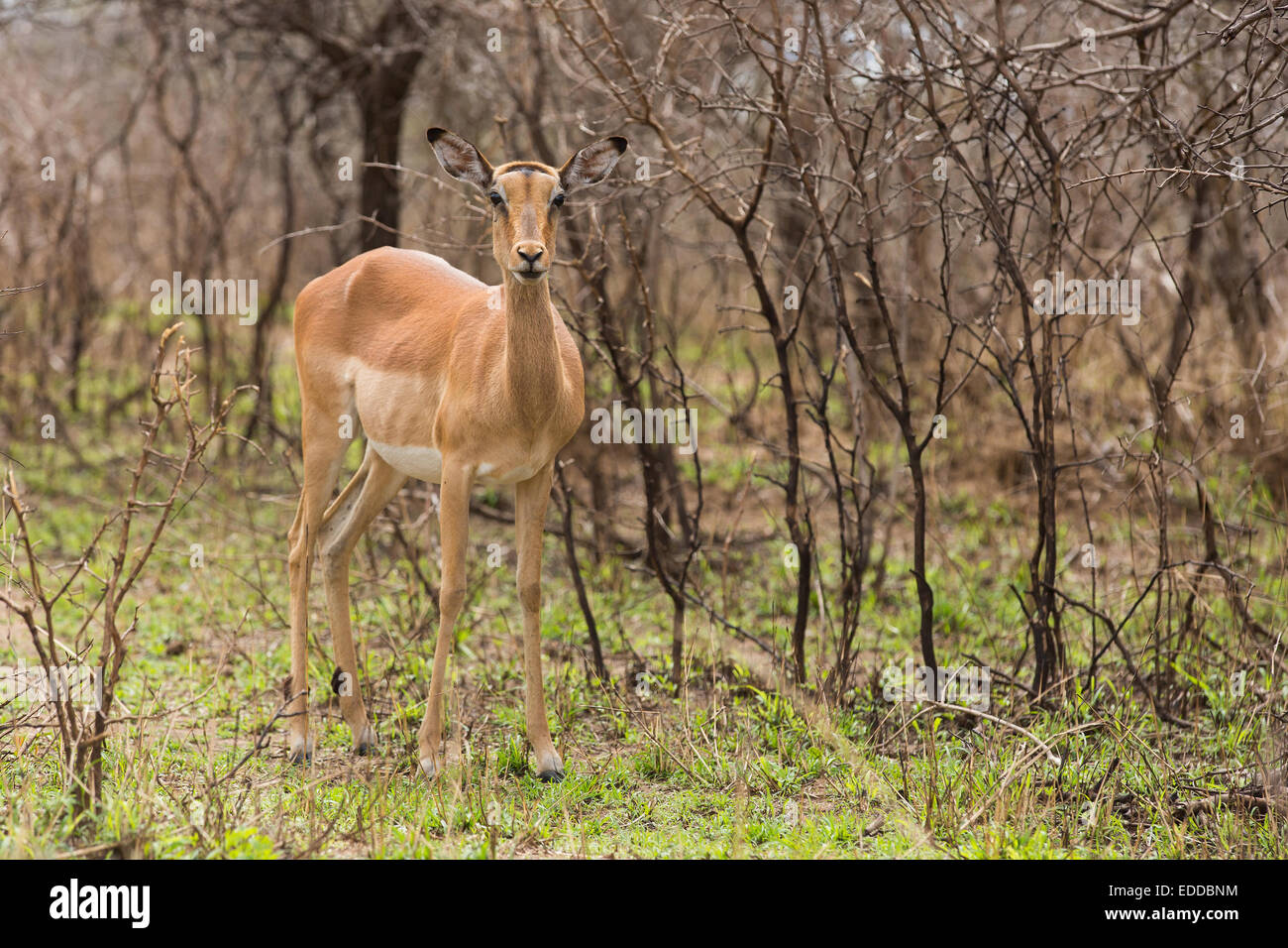 female impala in the bush Stock Photo
