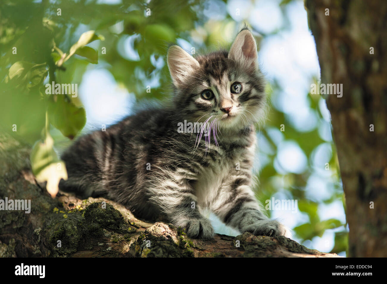 Norwegian Forest Cat Tabby kitten climbing tree Germany Stock Photo Alamy