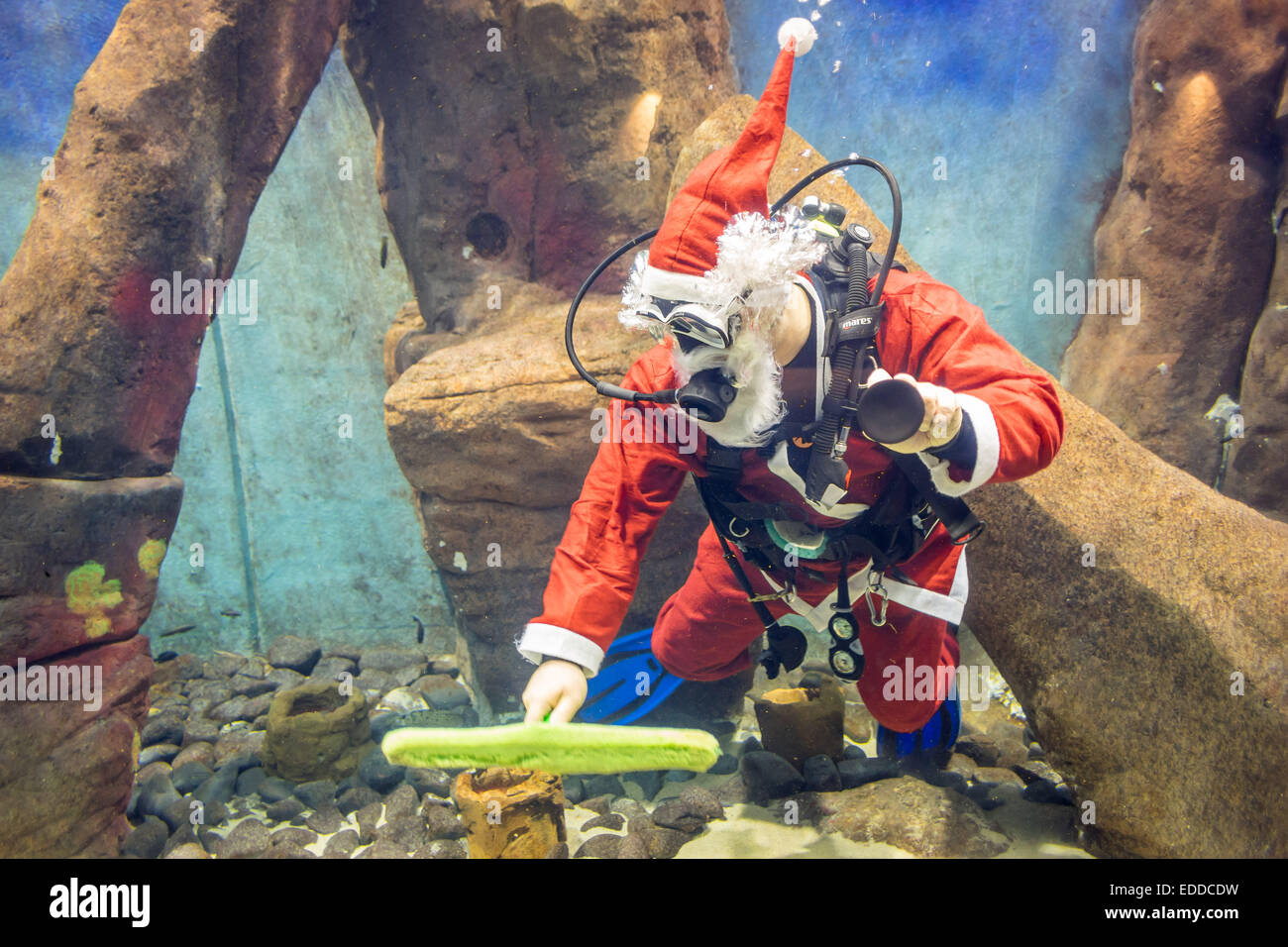Diver rdessed as Santa Clause cleaning aquarium Wroclaw Africarium Zoo Stock Photo