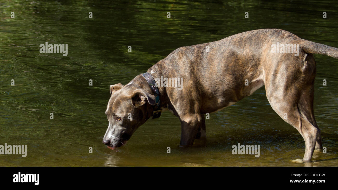 Dog drinking water hires stock photography and images Alamy