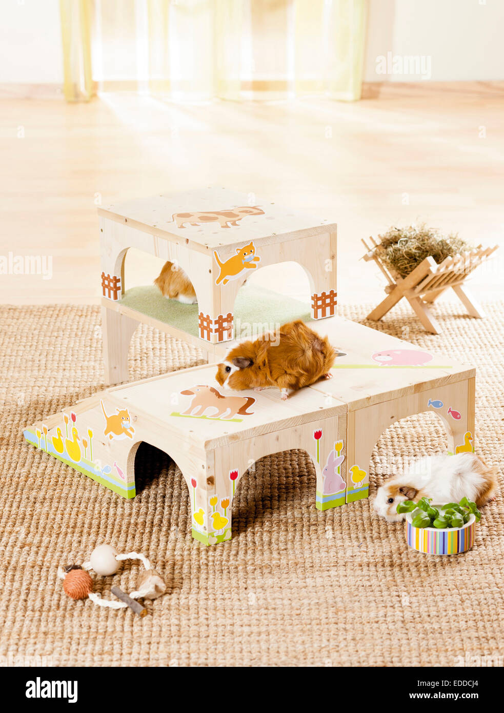 Guinea Pig Cavie Adults homemade wooden retreat food toys Germany