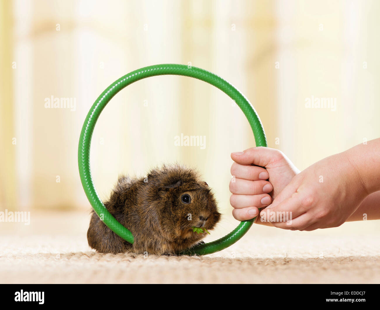 Abyssinian Guinea Pig Cavie Adult learning jump through hoop help by owner Germany Stock Photo