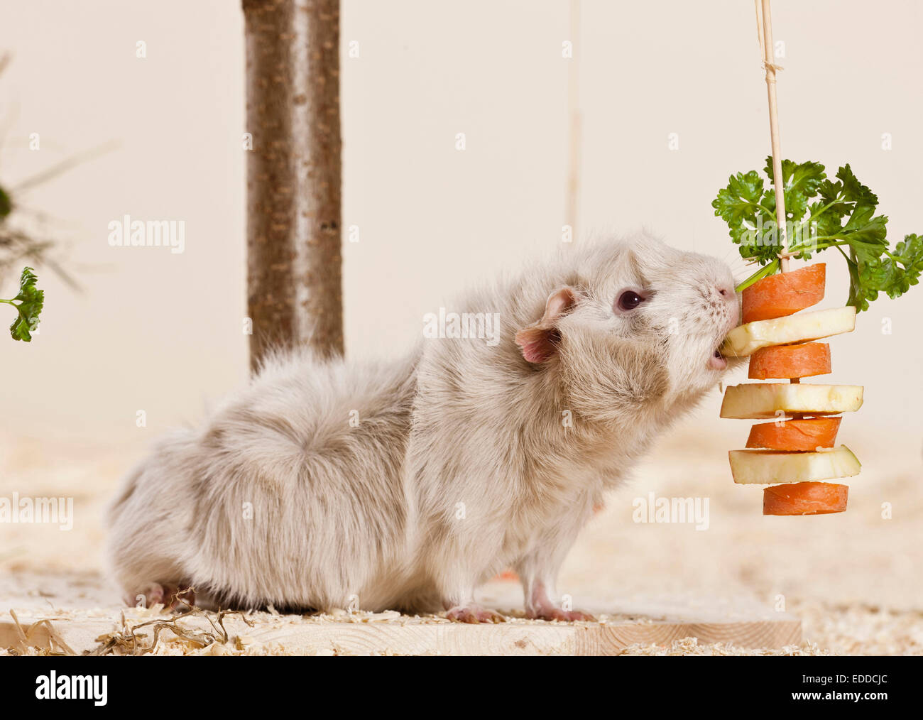 Abyssinian Guinea Pig Cavie Adult eating threaded slices apple carrot