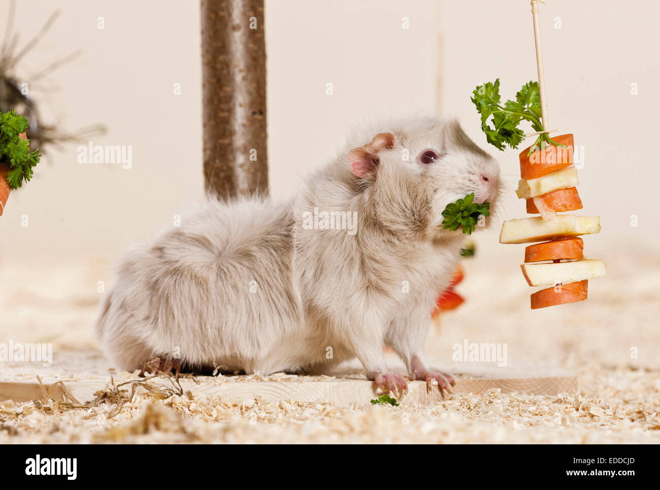 Abyssinian Guinea Pig Cavie Adult eating parsley threaded slices apple