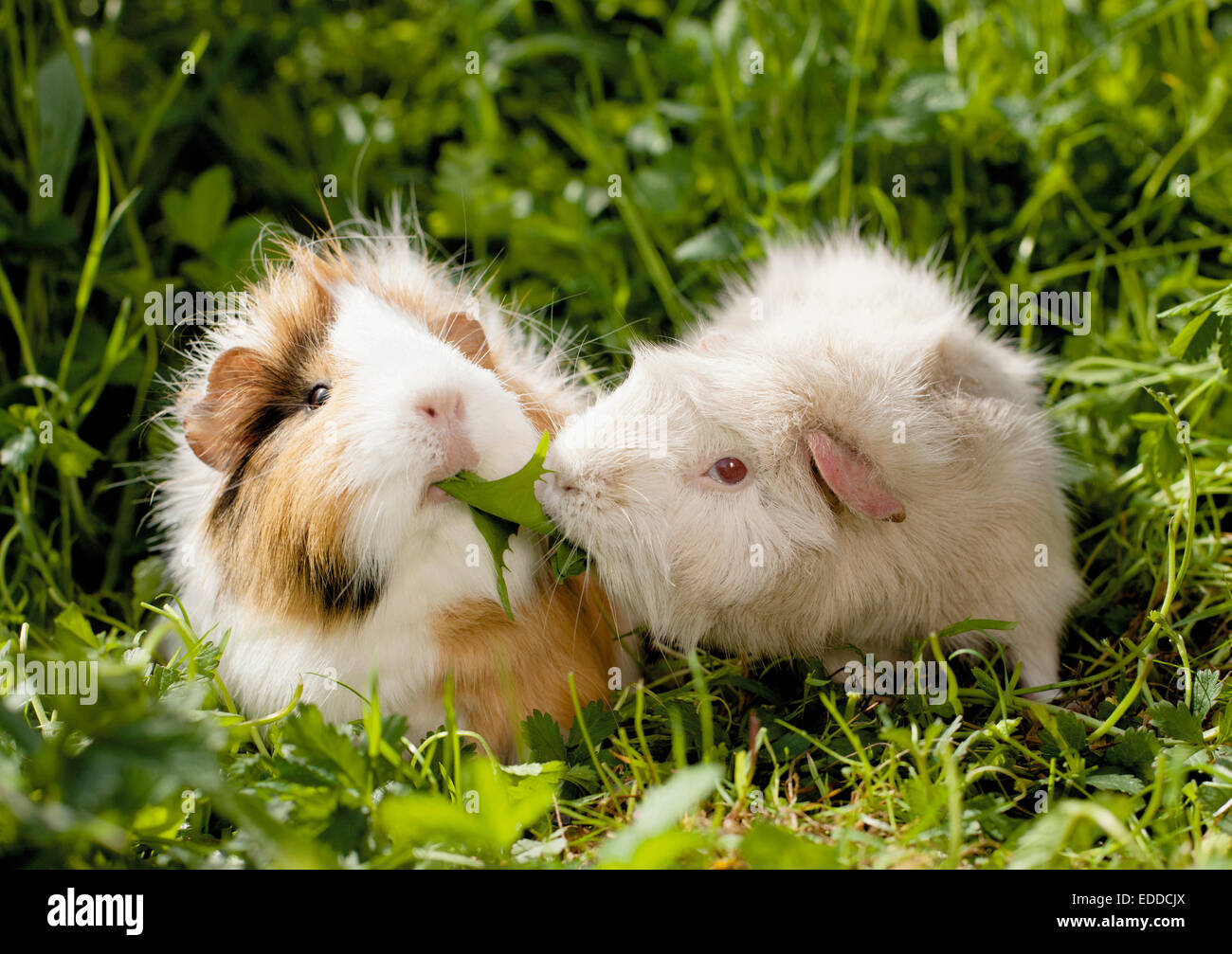 Do guinea pigs eat dandelion clearance leaves