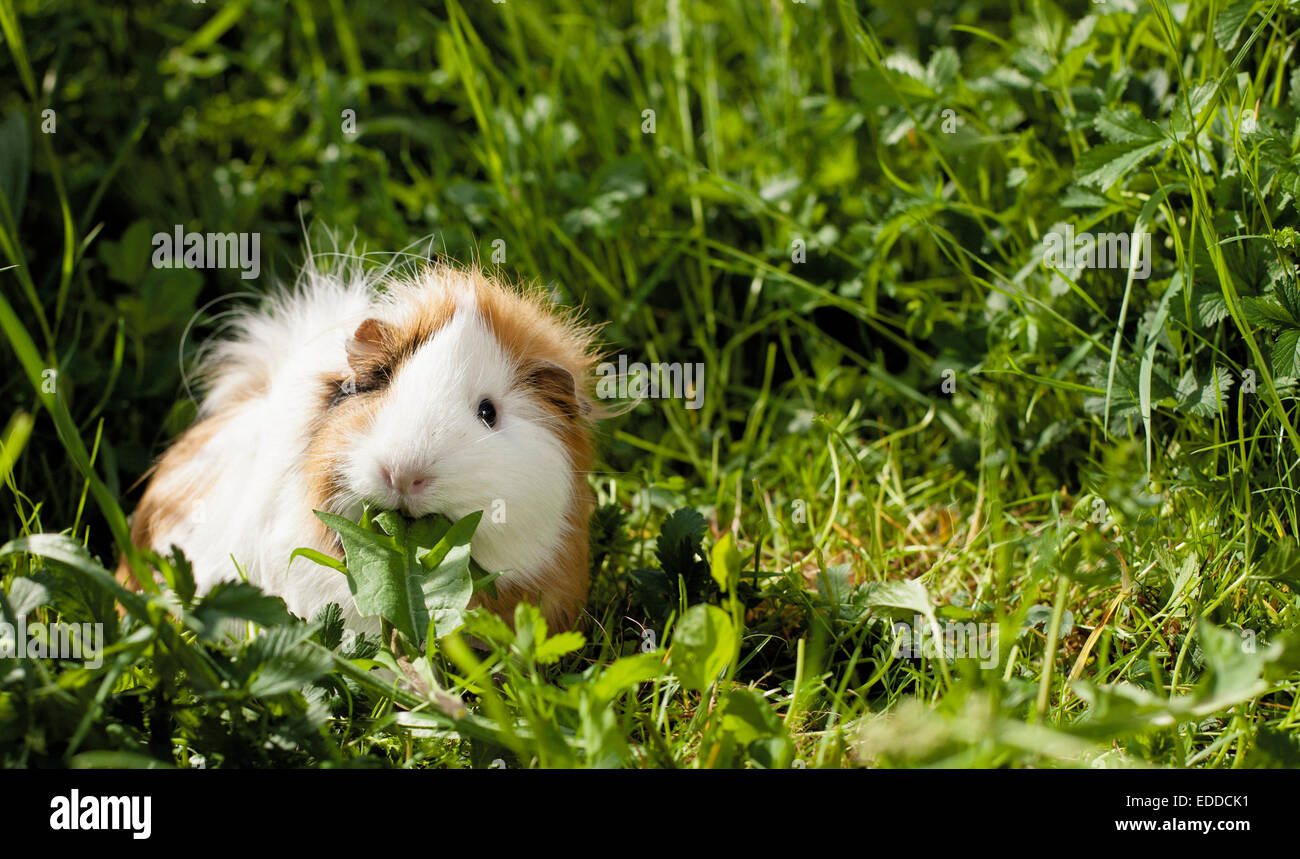 Abyssinian Guinea Pig Adult eating Dandelion leaf Germany Stock Photo Alamy