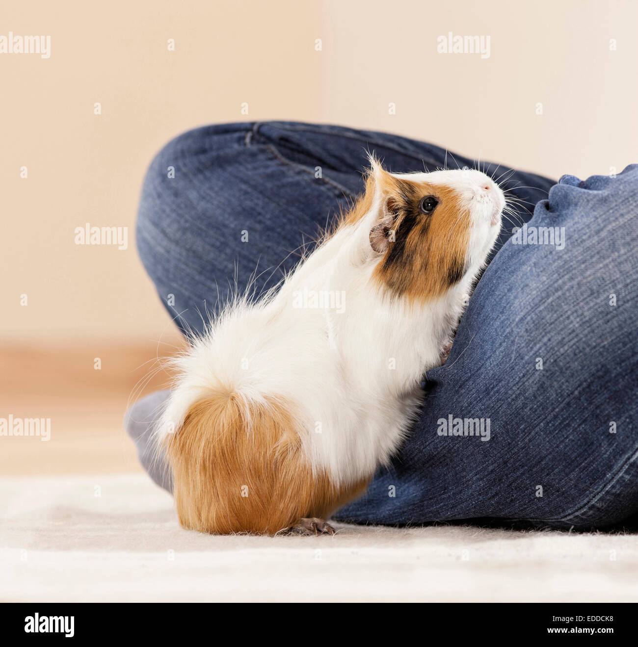Legs human standing hi-res stock photography and images - Alamy