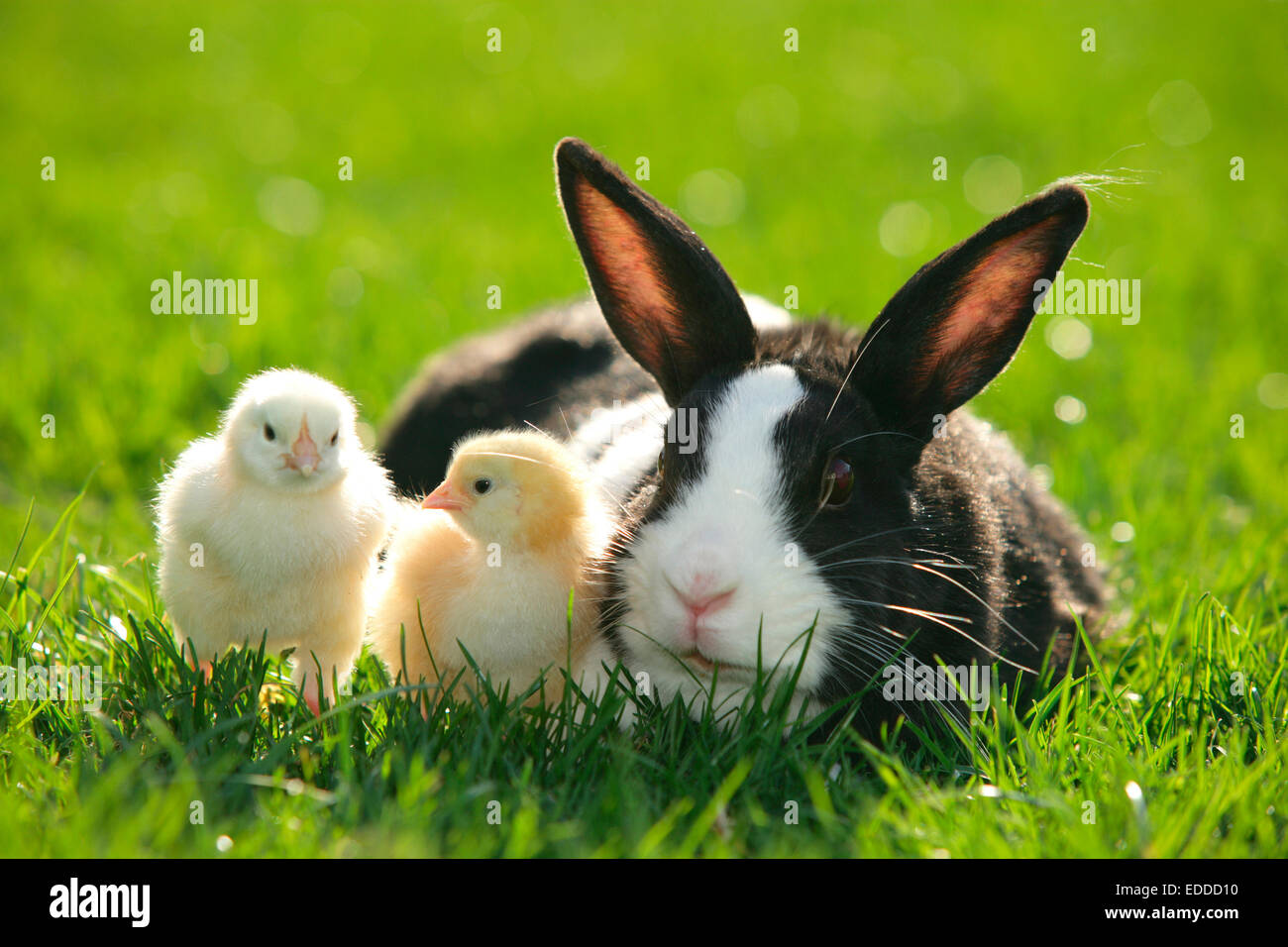 Netherland Dwarf rabbit Adult grass chicks Germany Stock Photo Alamy